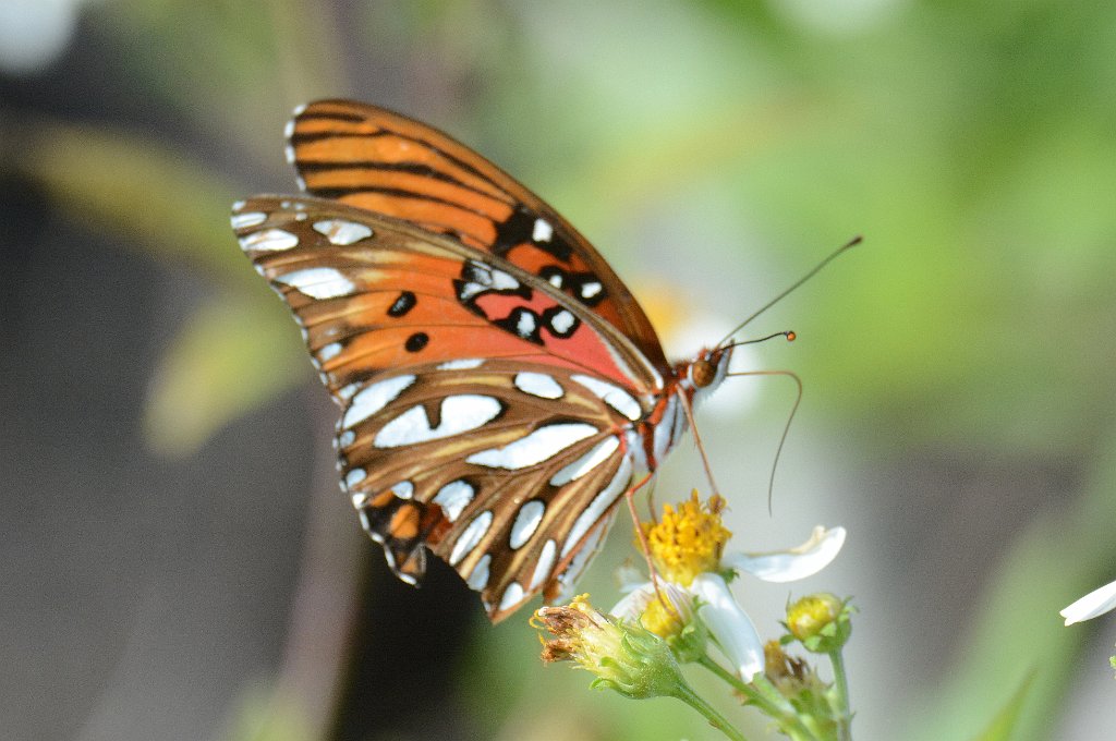 081 2015-01098610b Merritt Island NWR, FL.JPG - Gulf Fritillary (Agraulis vanillae) (f). Butterfly. Merritt Island National Wildlife Refuge, MA, 1-9-2015